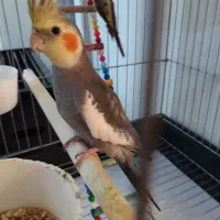 یک جفت عروس هلندی|پرنده|تهران, جنت‌آباد مرکزی|دیوار