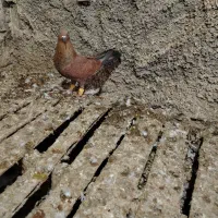 کبوتر تاپ پرچیده باسینه ای دوری سیاه