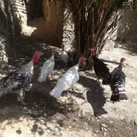 بوقلمون جوان وزن دار|حیوانات مزرعه|گیلان غرب, |دیوار
