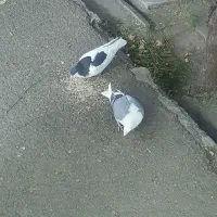پشت کبود آلمانی وشصتی