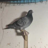 یک عدد ماده