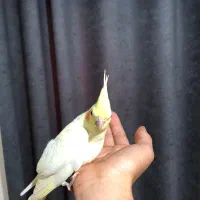 جوجه عروس 3ماهه|پرنده|شهریار, رضی آباد پایین|دیوار