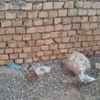 جفت نروماده|پرنده|اسفراین, |دیوار