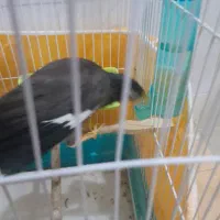 مرغ مینا|پرنده|تربت‌حیدریه, پائین ولایت|دیوار