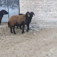 ۳راس گوسفند شیشک با ۴ راس بره