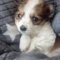 واگذاری رایگان نیست