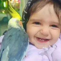 عروس هلندی رام سخنگو