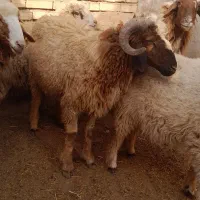 زرگان|حیوانات مزرعه|باوی, |دیوار