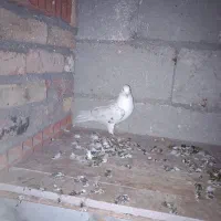 طوقی پشتارسرورماده مهراویناق توپاش حلقه داره