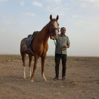 اسب ترکمن|اسب و تجهیزات اسبسواری|بردسکن, |دیوار