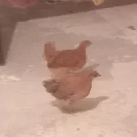 جوجه سرحال ۲ عدد یک خروس و یک مرغ