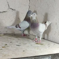 کفتر جفتی آس