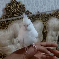 عروس هلندی آلبینو دستی|پرنده|شادگان, |دیوار