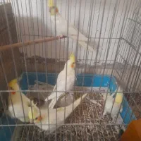 عروس هلندی