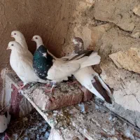 یک جفت کله ای|پرنده|بناب, |دیوار