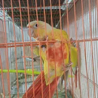 ردچیک و ملنگو و گرینچیک و طوطی