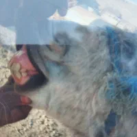 کره خر گله گی اروم فهمیده|حیوانات مزرعه|نیشابور, مبارکه|دیوار