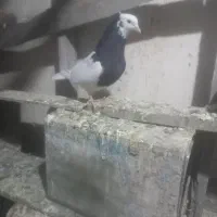 طوقی|پرنده|اسفرورین, |دیوار