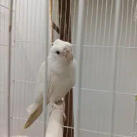 عروس هلندی خواص