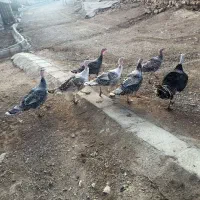 فروش بوقلمون|پرنده|روانسر, |دیوار