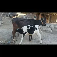 گاوسوئسی باگوساله نر نژاد هلشتاین|حیوانات مزرعه|پاپی, |دیوار