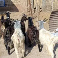 بزغاله فروشی چاق خمیر