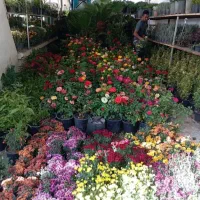 خدمات باغبانی در سراسر پرند پذیرفته میشود