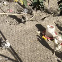 مرغ و خروس گلین|حیوانات مزرعه|انگوران, |دیوار