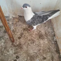 کبوتر ساده افغانی بسیار درشت وزیبا جون