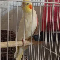 عروس هلندی معاوظه با کفتر|پرنده|جوادآباد, |دیوار