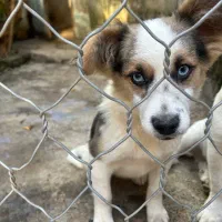 هاسکی پا کوتاه|سگ|لاهیجان, گلستان|دیوار