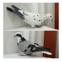 2عددکبوتر بضمانت پرش و غریب