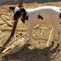 گاو ماده با گوساله در مهرستان