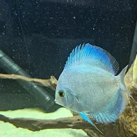 ۴ عدد ماهی دیسکس گرید AA|ماهی|اصفهان, باغ دریاچه|دیوار