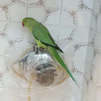 طوطی ملنگو ماده|پرنده|ماهدشت, |دیوار