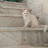 دوتا گربه پرشین کلاسیک|گربه|بردسکن, |دیوار