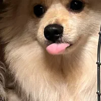 پانسیون خانگی پت(سگ)