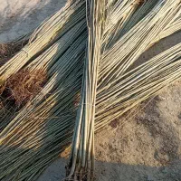 موجود نهال زود رس و دیررس