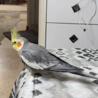 عروس هلندی با قفس و تجهیزات|پرنده|کهریزک, |دیوار