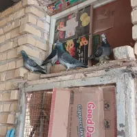 پلاکی کفتر|پرنده|مرودشت, شهرک مهدیه|دیوار