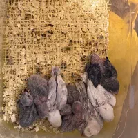جوجه طوطی برزیلی