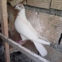 غریب گیری وقفس فروشی|پرنده|کوهدشت, |دیوار