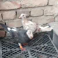 5عدد کفتر