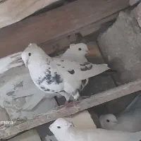 کفتر سفید شیرازی|پرنده|پیر بکران, |دیوار