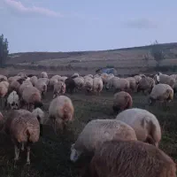 گوسفند مغانی