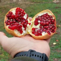 انار سنگان  طارم