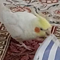 عروس هلندی گم شده
