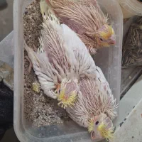 فروش ۳ عدد جوجه سرلاکی عروس هلندی