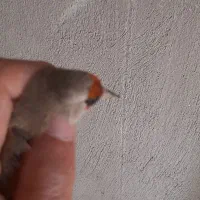 سره وسره قناری که دنبالش میگردی|پرنده|ری, سیزده آبان|دیوار