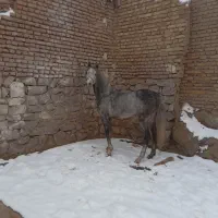 اسب عرب ایران قدبلند